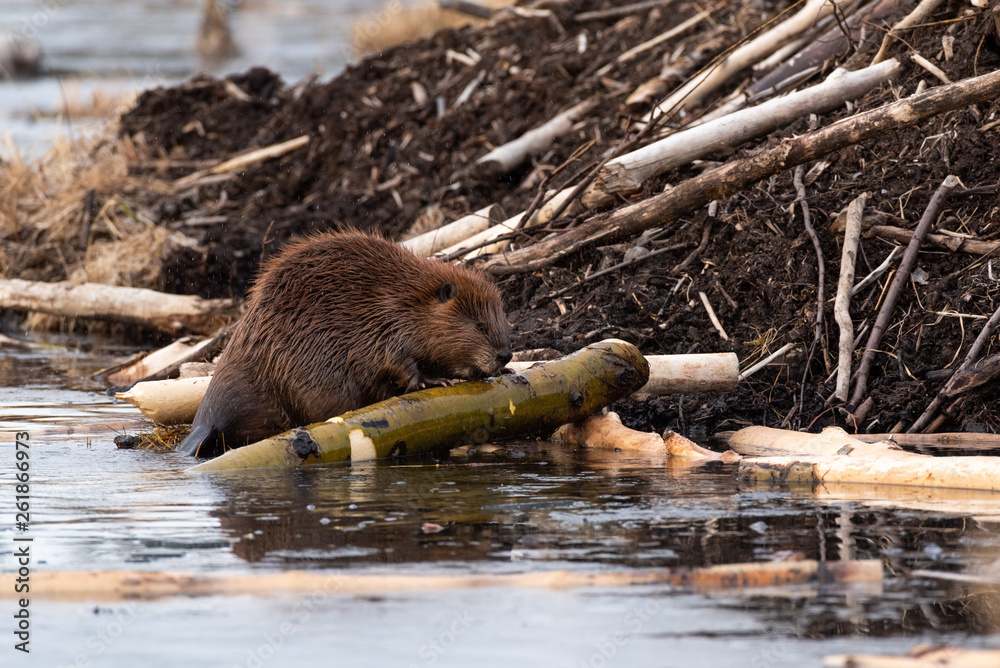 A large castor canadensis beaver chewing on popular branch - obrazy, fototapety, plakaty 