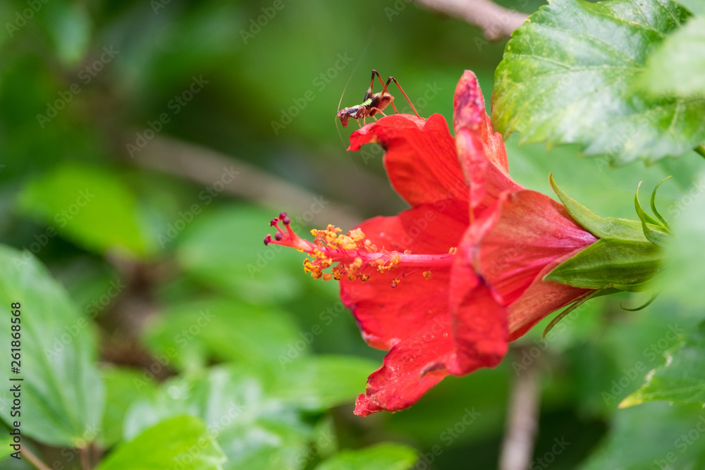 red flower in garden with a bug red flower in garden with a bug