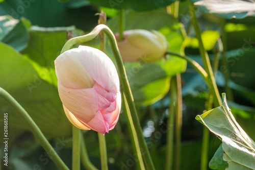 pink lotus in the water