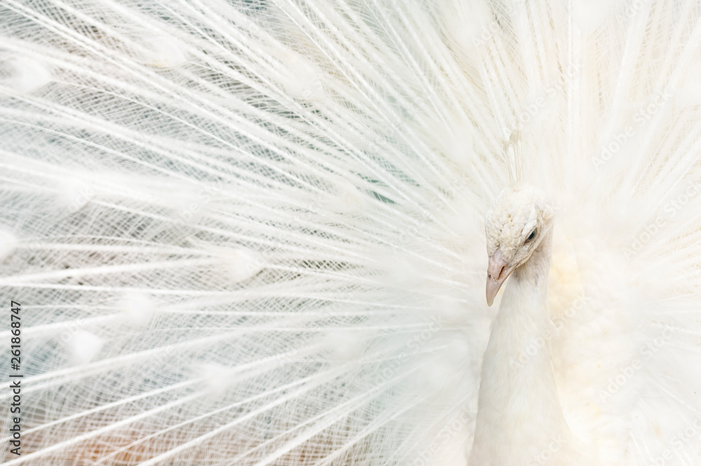 Fototapeta premium Portrait of a white peacock, with open feathers, performing the bridal dance.