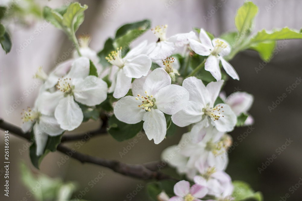Beautiful blooming apple trees in spring park close up Beautiful blooming apple trees in spring park close up