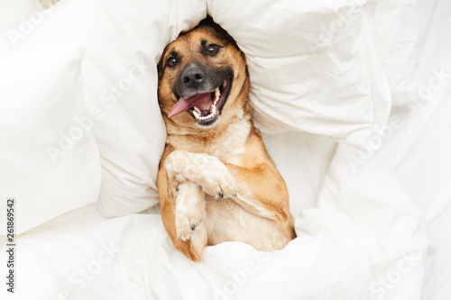 Top view portrait of funny dog lying on pillow in bed wrapped in fluffy white blanket, copy space
