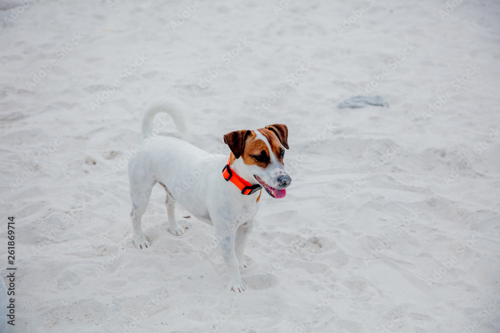 Happy jack russell terrier on sand in summer time