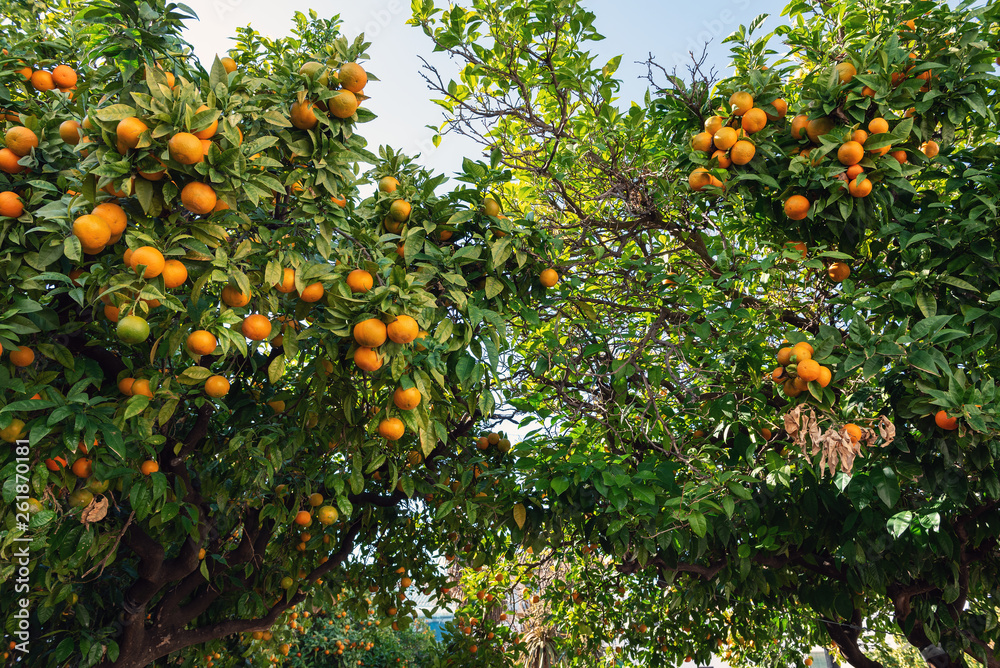 Green trees with oranges at Riomaggiore town, Cinque Terre, Italy Green trees with oranges at Riomaggiore town, Cinque Terre, Italy