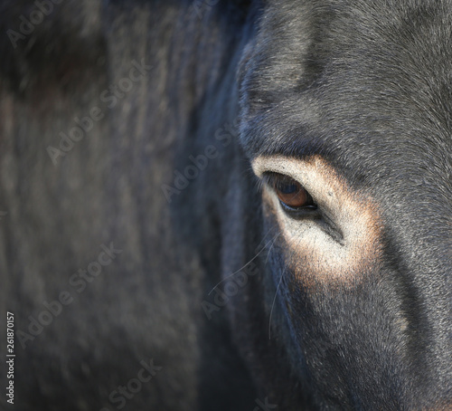 closeup of a donkey;