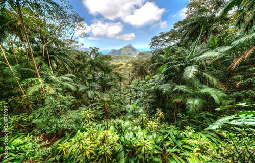 Fototapeta Naklejka Na Ścianę i Meble -  Atlantic Forest