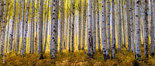 Golden grove of aspen trees taken during peak fall colors in the Rocky Mouintinas of Colorado fills out this wide panoramic shot photo