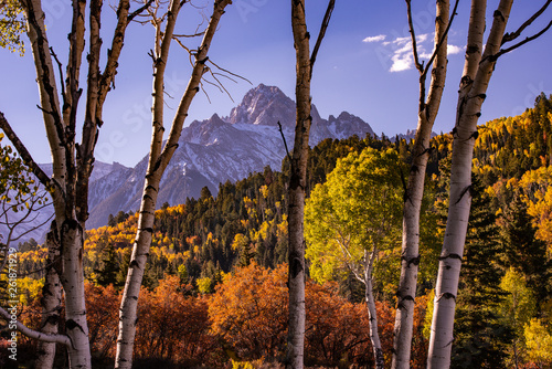 White trunks of multiple aspen trees perfectly frame a snow capped peak of the Rocky Mountains under blue skies in late fall in norther Colorado.  photo