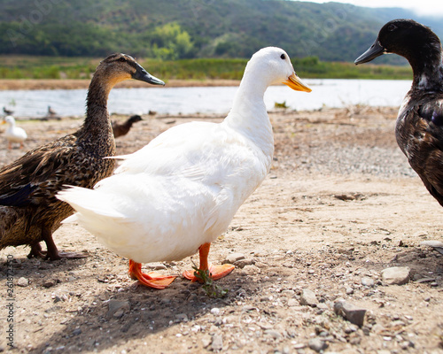 Three types of ducks walk by the pond. White, black, brown duck