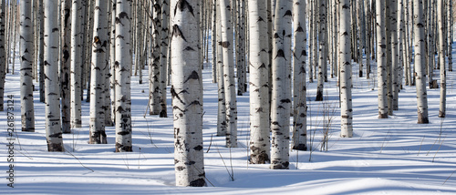 Panoramic shot of winter aspen trees taken deep in the heart of the Rocky Mountains of Colorado. The white tree trunks play perfect harmony with the cold, crisp snow.  photo