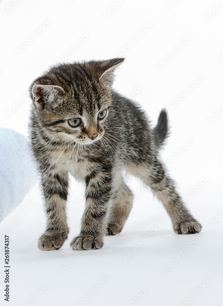 Kitten on white background