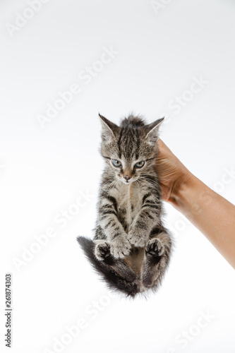 Kitten on white background