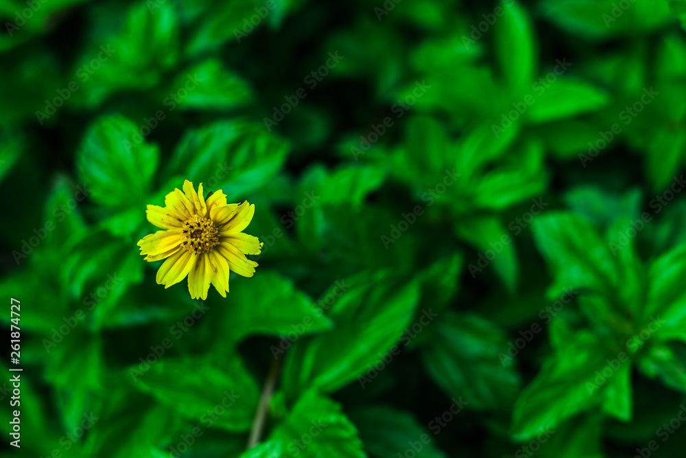 yellow flower in the garden yellow flower in the garden