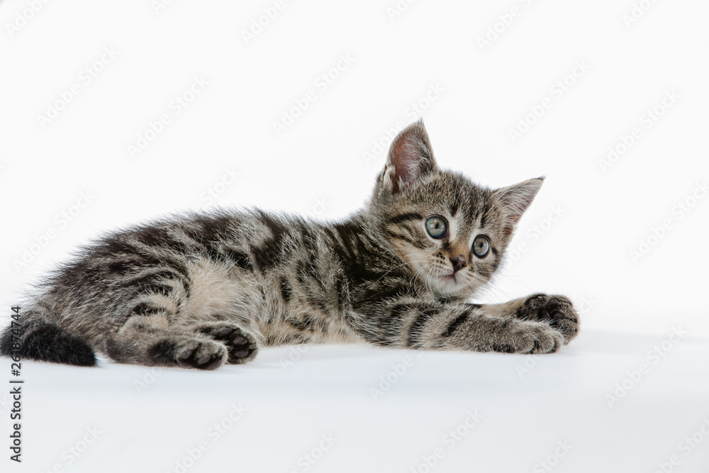 Kitten on white background
