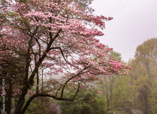 Dogwood tree at peak blossom with soft pink cherry colored blossoms marking the arrival of Spring. The soft  subdued weather give a dreamy  majestic feel to the ethereal capture. 