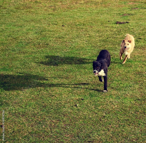 Two dogs playing in green field, one golden lab color and the other black and white. 