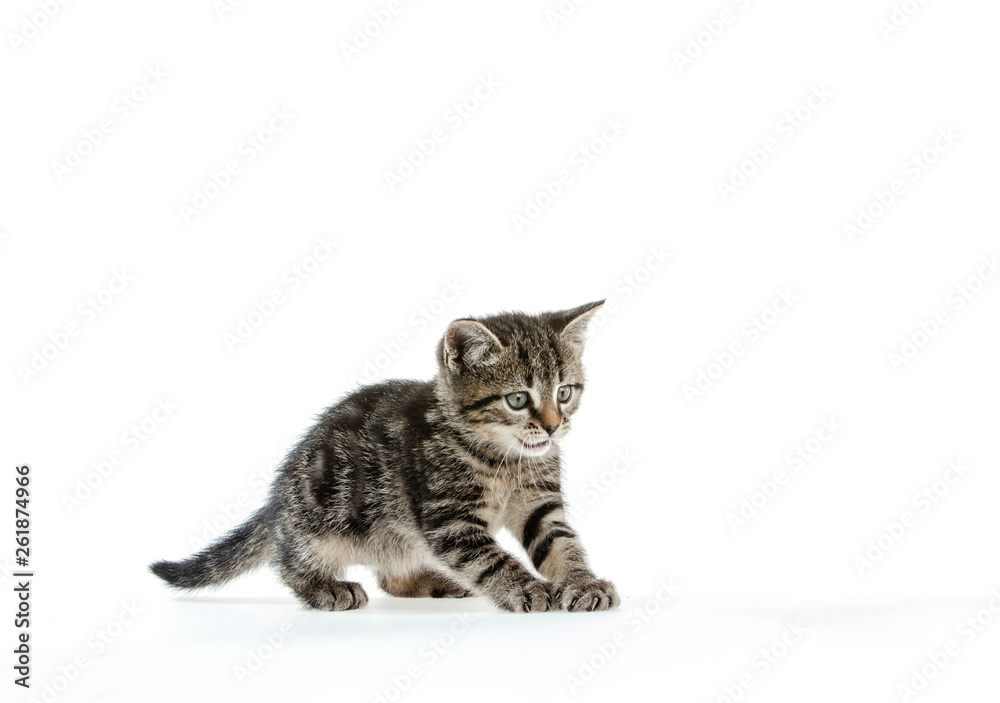 Obraz premium Kitten on white background