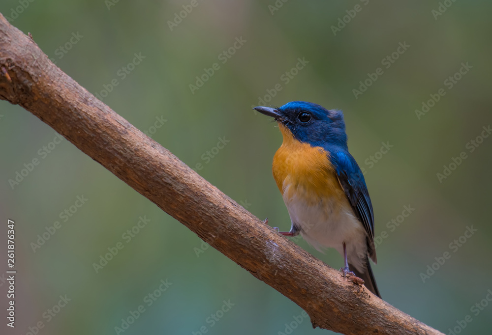 TICKELL’S BLUE FLYCATCHER ON BRANCH IN NATURE. TICKELL’S BLUE FLYCATCHER ON BRANCH IN NATURE.