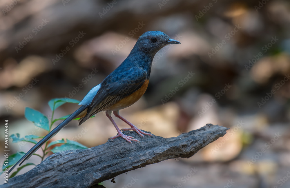 White-rumped shama on branch in nature. White-rumped shama on branch in nature.