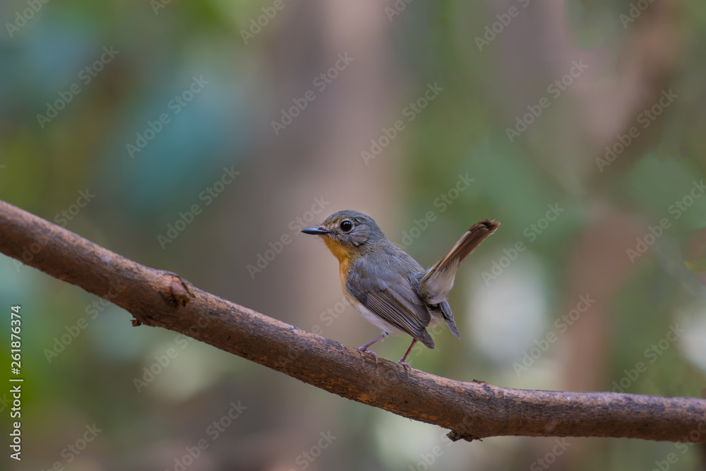 Tickell's Blue Flycatcher female on branch in nature. Tickell's Blue Flycatcher female on branch in nature.