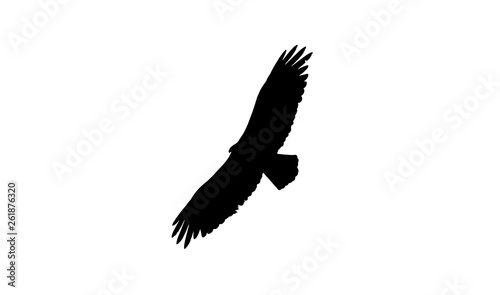 Vulture vector