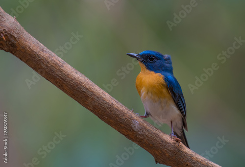 TICKELL’S BLUE FLYCATCHER ON BRANCH IN NATURE. © sunti