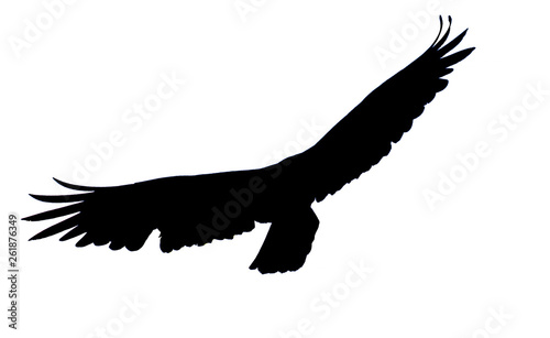 Silhouette of vulture