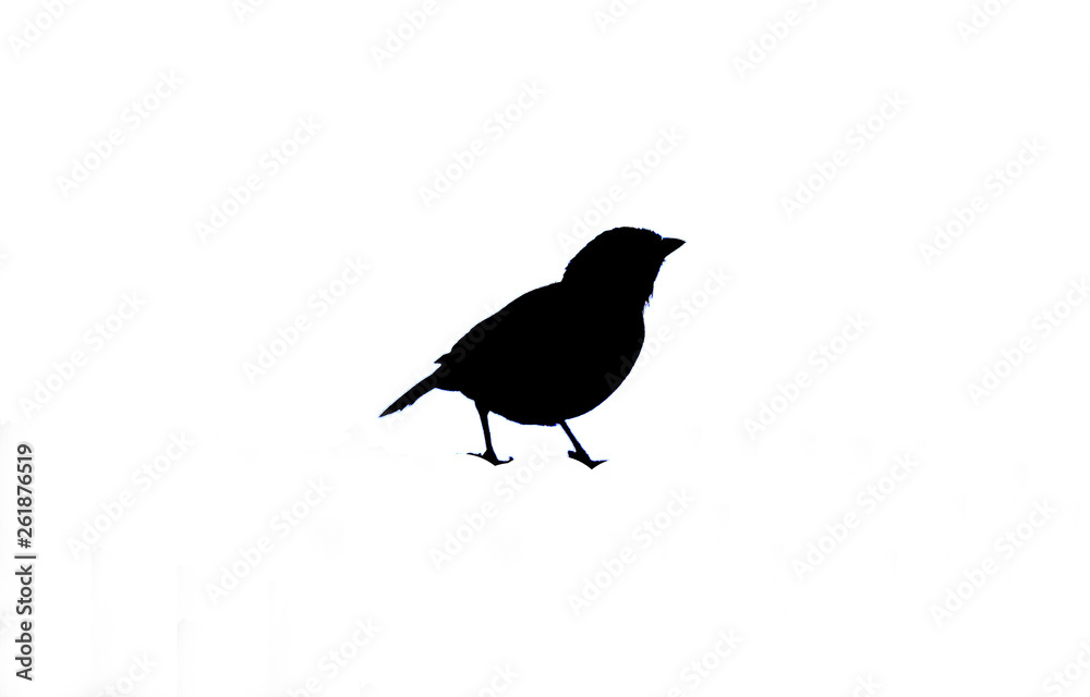 Small bird silhouette