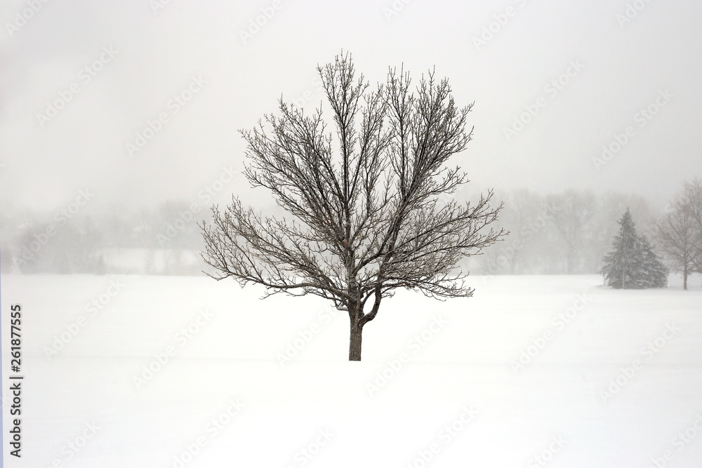 Fototapeta premium Lone tree in a winter storm
