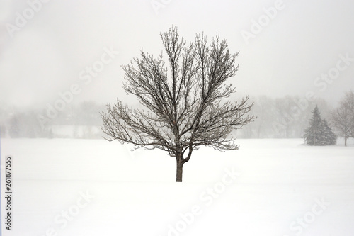 Lone tree in a winter storm