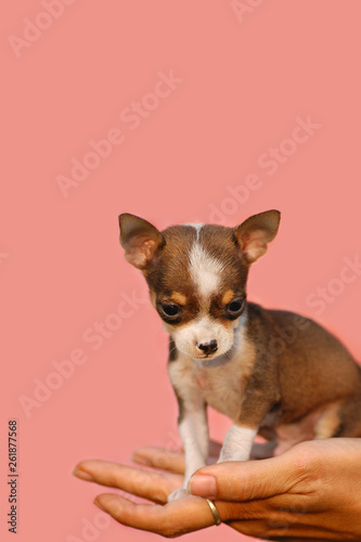 Cute and tiny chihuahua © Karla