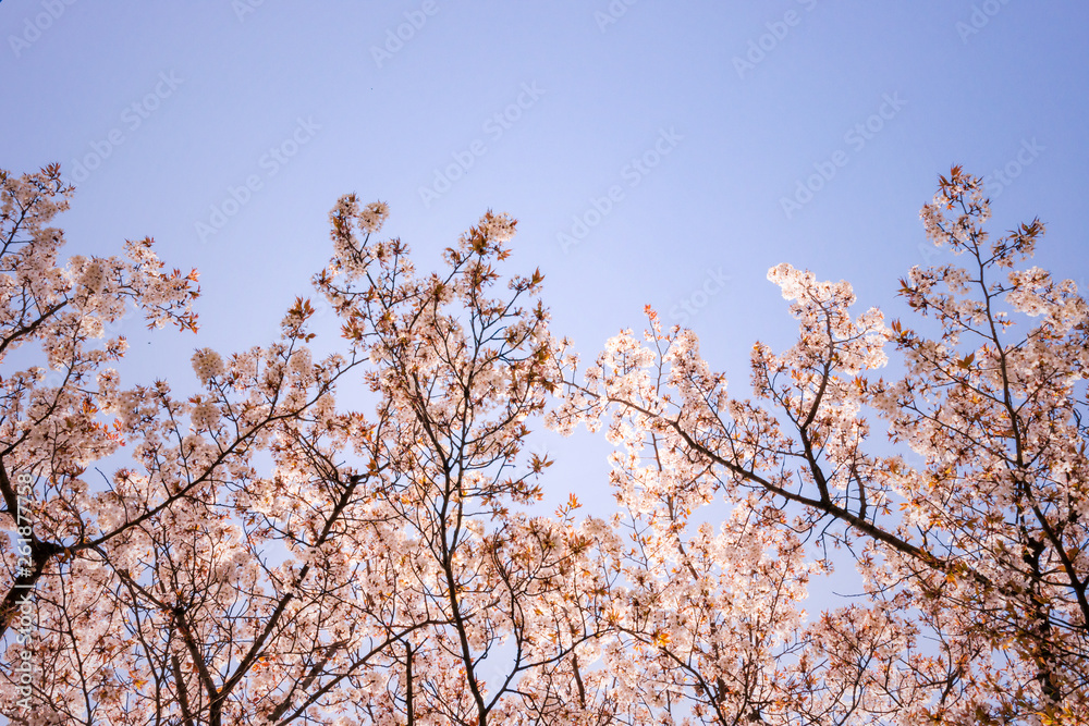 桜の花。