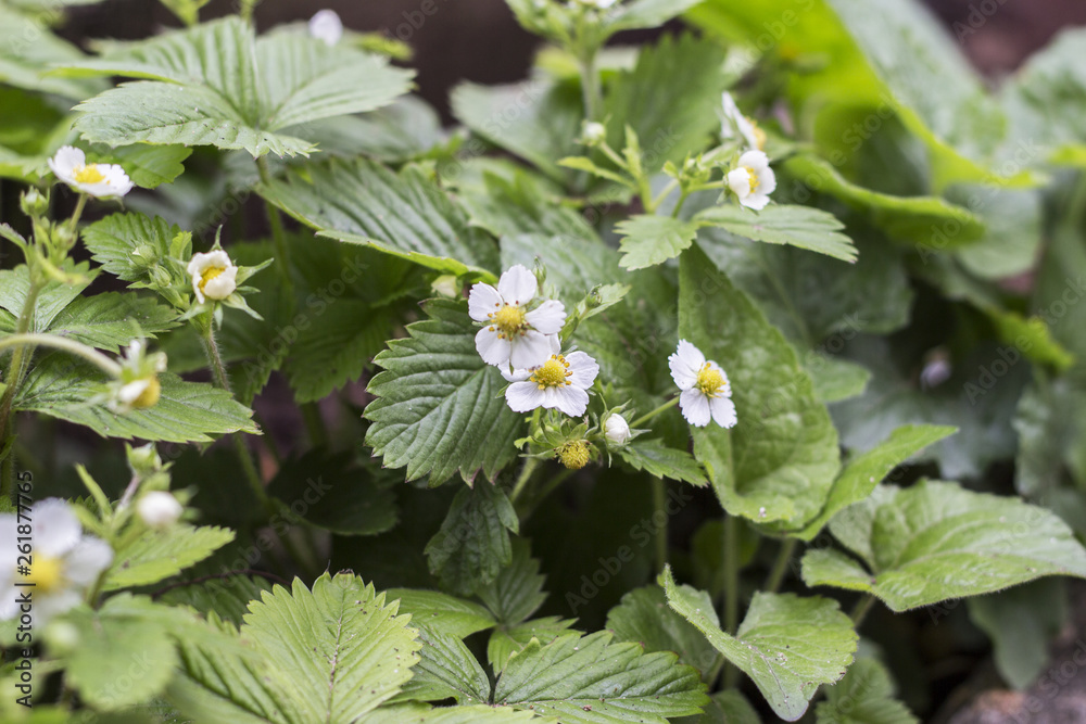 Bush of strawberries. Close-Up. strawberry flowers Bush of strawberries. Close-Up. strawberry flowers