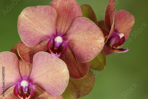 Triple Orchid Macro