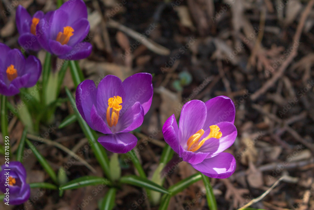 Purple crocuses in bloom. Crocuses in the background are intentionally blurred. Purple crocuses in bloom. Crocuses in the background are intentionally blurred.