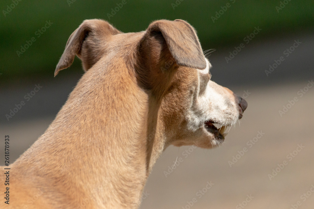 A Small Dog A Small Dog