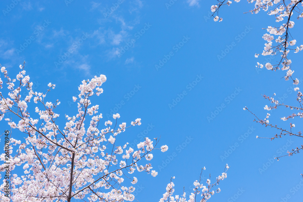 桜と空 桜と空