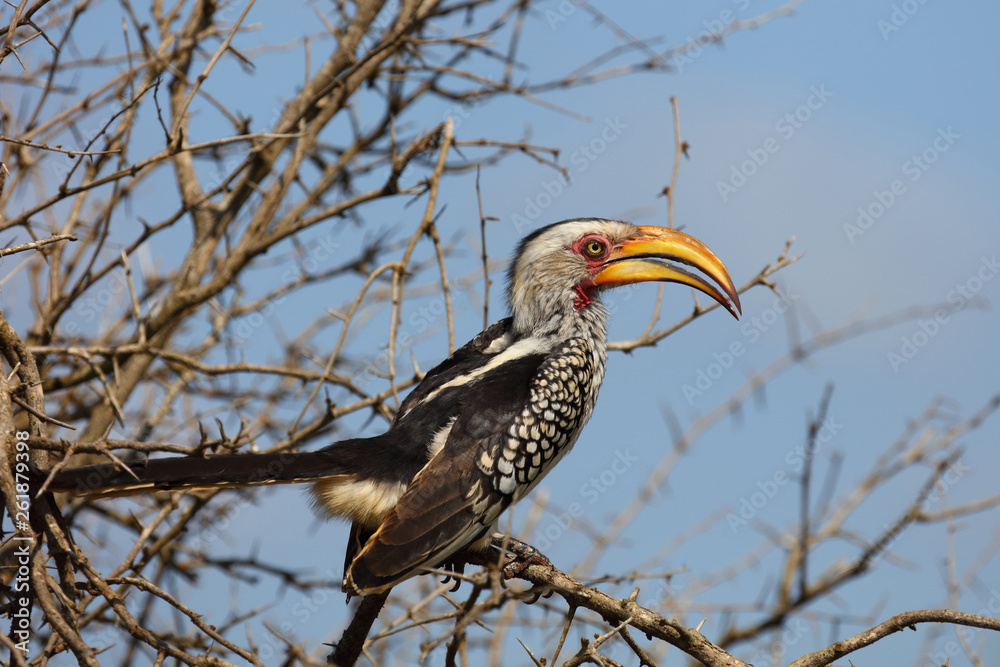 Obraz premium Südlicher Gelbschnabeltoko / Southern yellow-billed hornbill / Tockus leucomelas