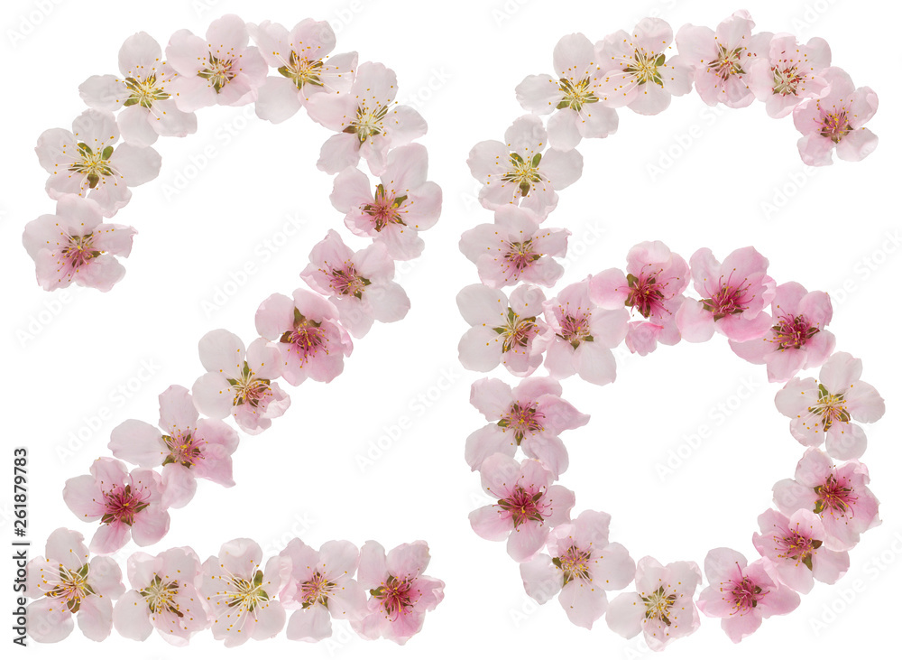 Numeral 26, twenty six, from natural pink flowers of peach tree, isolated on white background