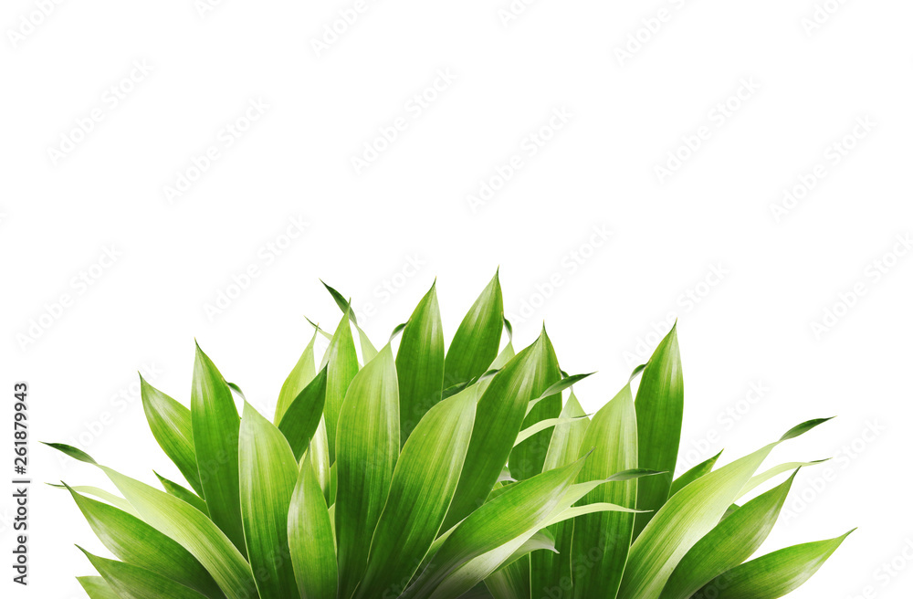 Obraz premium Tropical leaf object isolated on white background