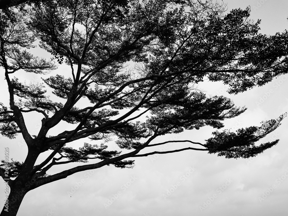 Obraz premium Tree silhouette abstract background