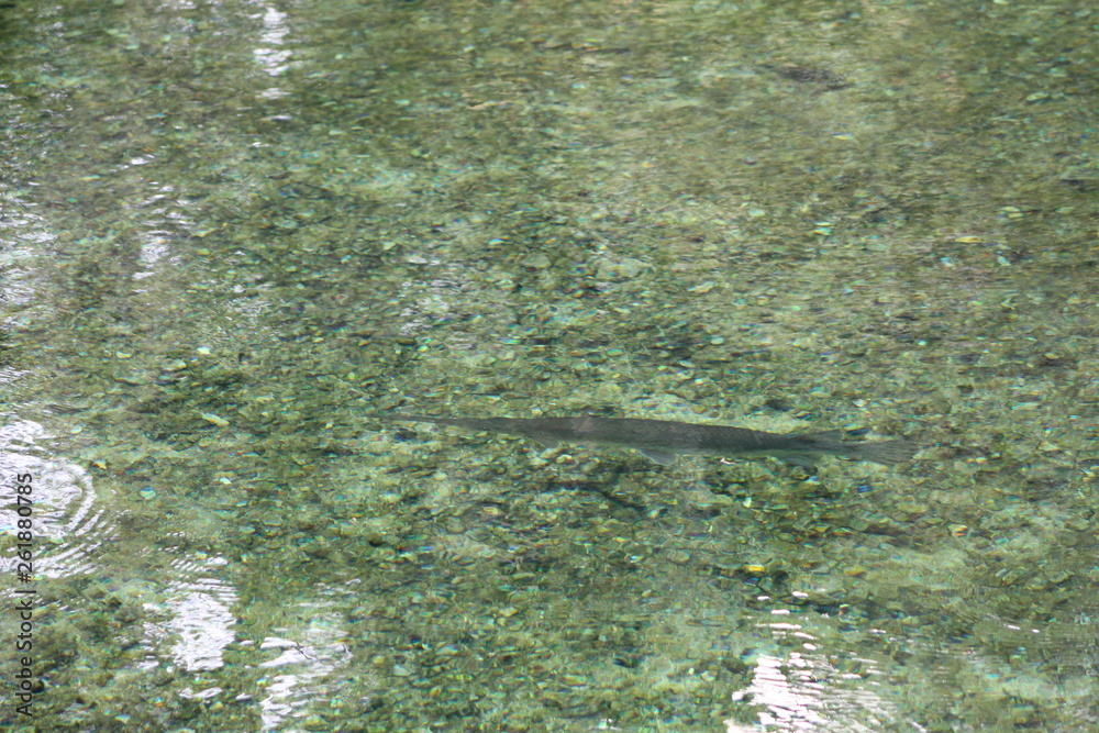 Blue Springs Blue Springs