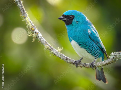 Swallow Tanager