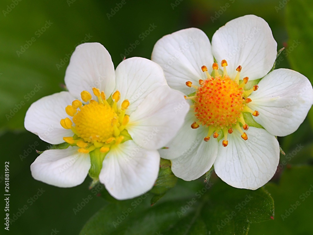 四季成り苺の花 四季成り苺の花