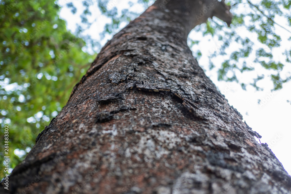 Fototapeta premium Closeup large tree trunk and sky view