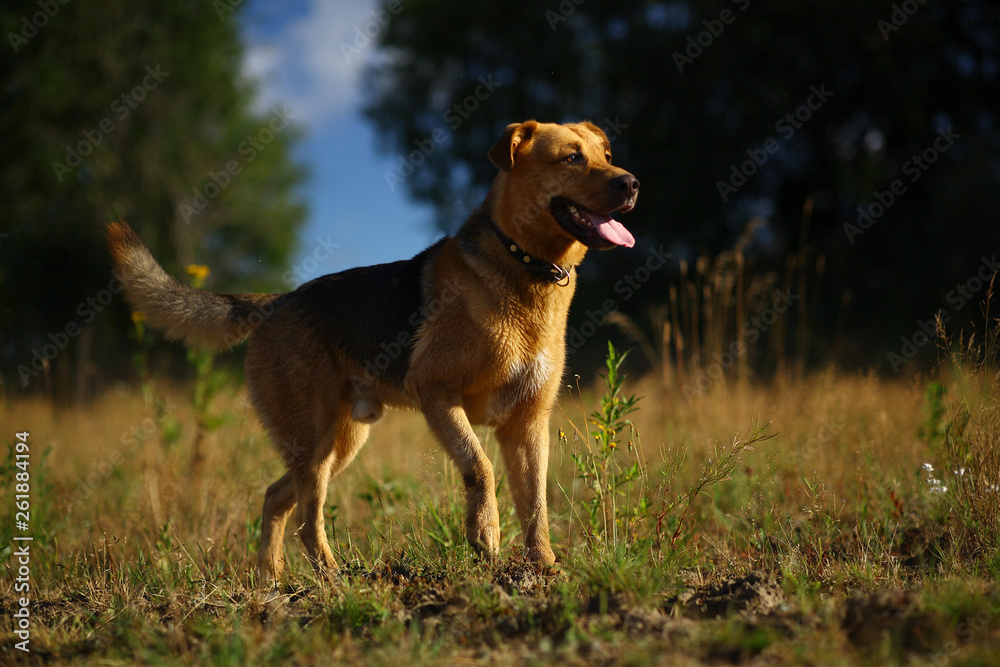 Naklejka premium Portrait happy mongrel dog walking on sunny green field. Green grass and trees background