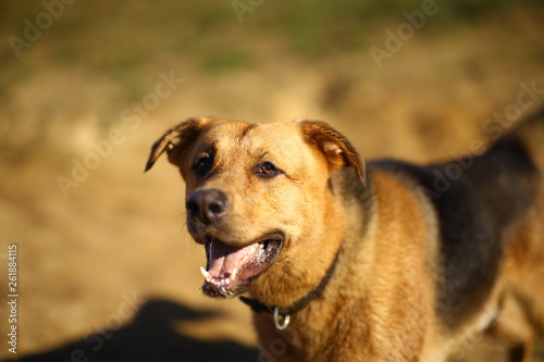 Portrait happy mongrel dog walking on sunny green field. Green grass and trees background