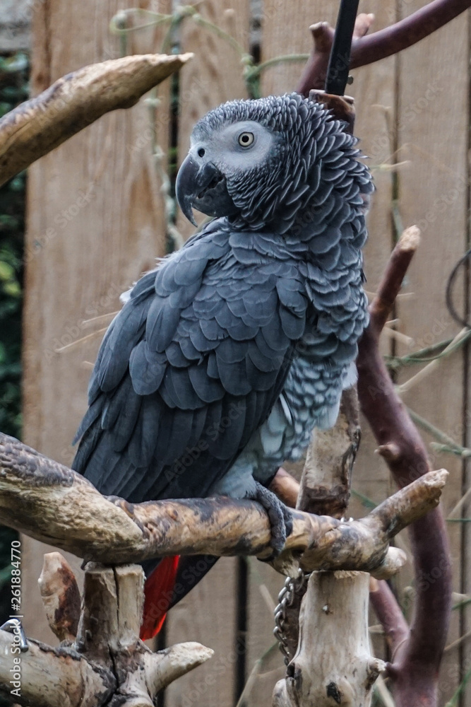 Obraz premium Grey Parrot
