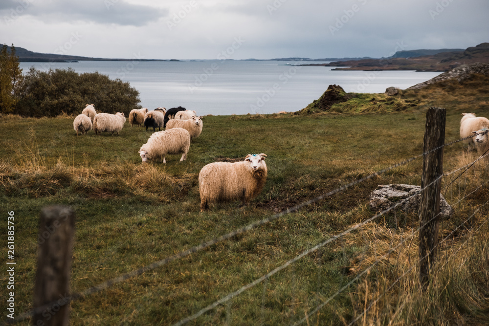 Obraz premium Scenery of grassy meadow and sheep in Iceland, Europe