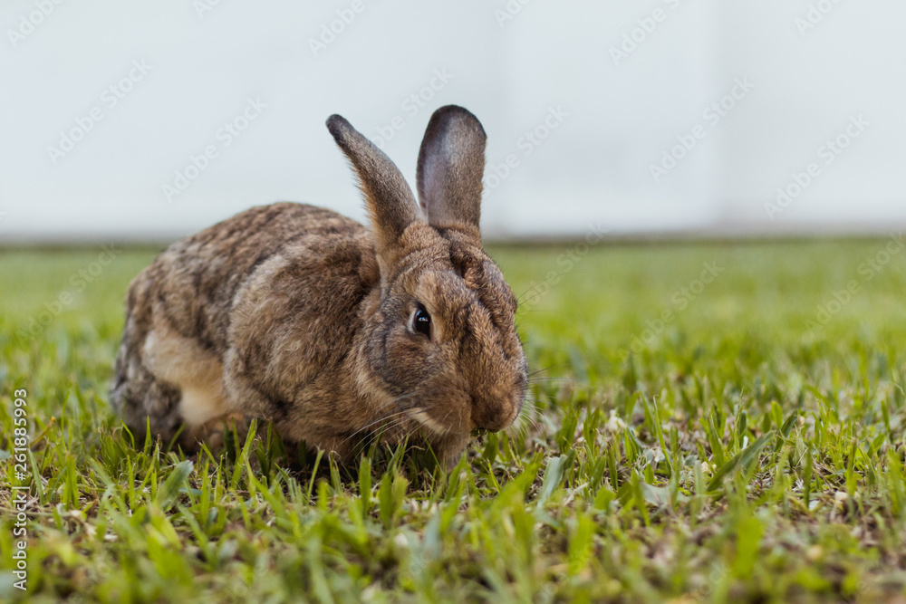 rabbit in the grass rabbit in the grass
